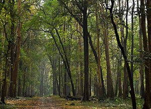 centre of headache treatment kerala